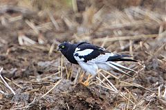 Pied Harrier